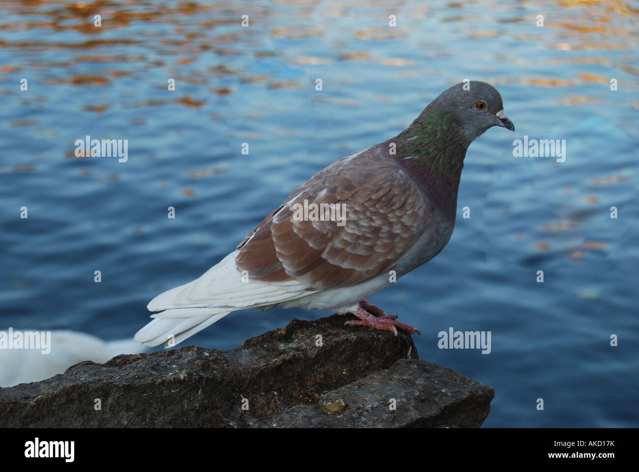 A pigeon sitting on a wall by River Thames, Windsor, Berkshire, England, United Kingdom Stock Photo