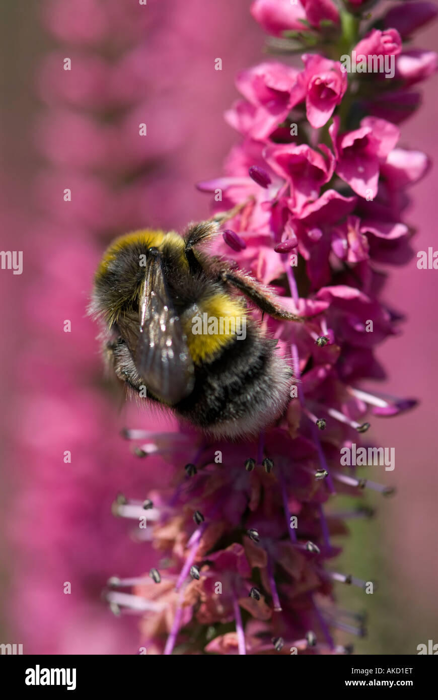 Bee taking pollen from pink flower Stock Photo Alamy