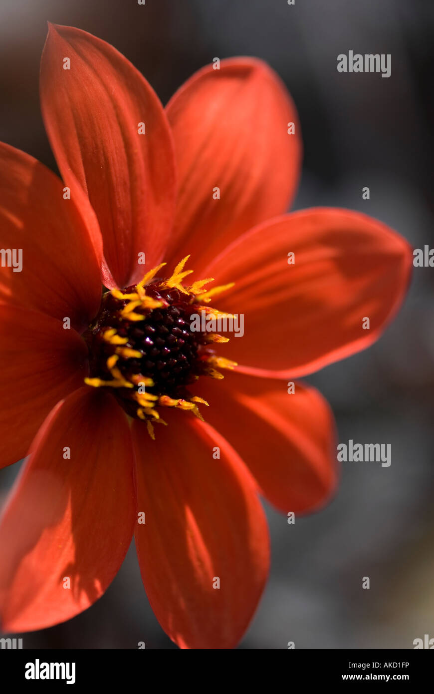 Dahlia flower in red hi-res stock photography and images - Alamy