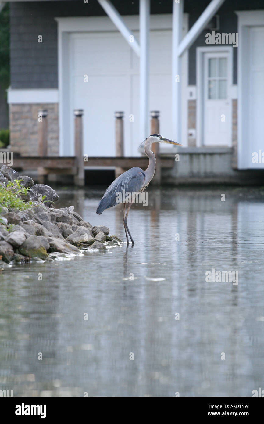 Blue Heron stands stands in shallow water in a luxury lakeside condo
