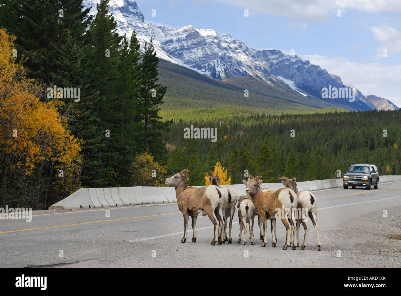 Cautious wild Bighorn mountain sheep on roadway with car in Canadian Rocky Mountains Banff National Park Alberta Canada Stock Photo