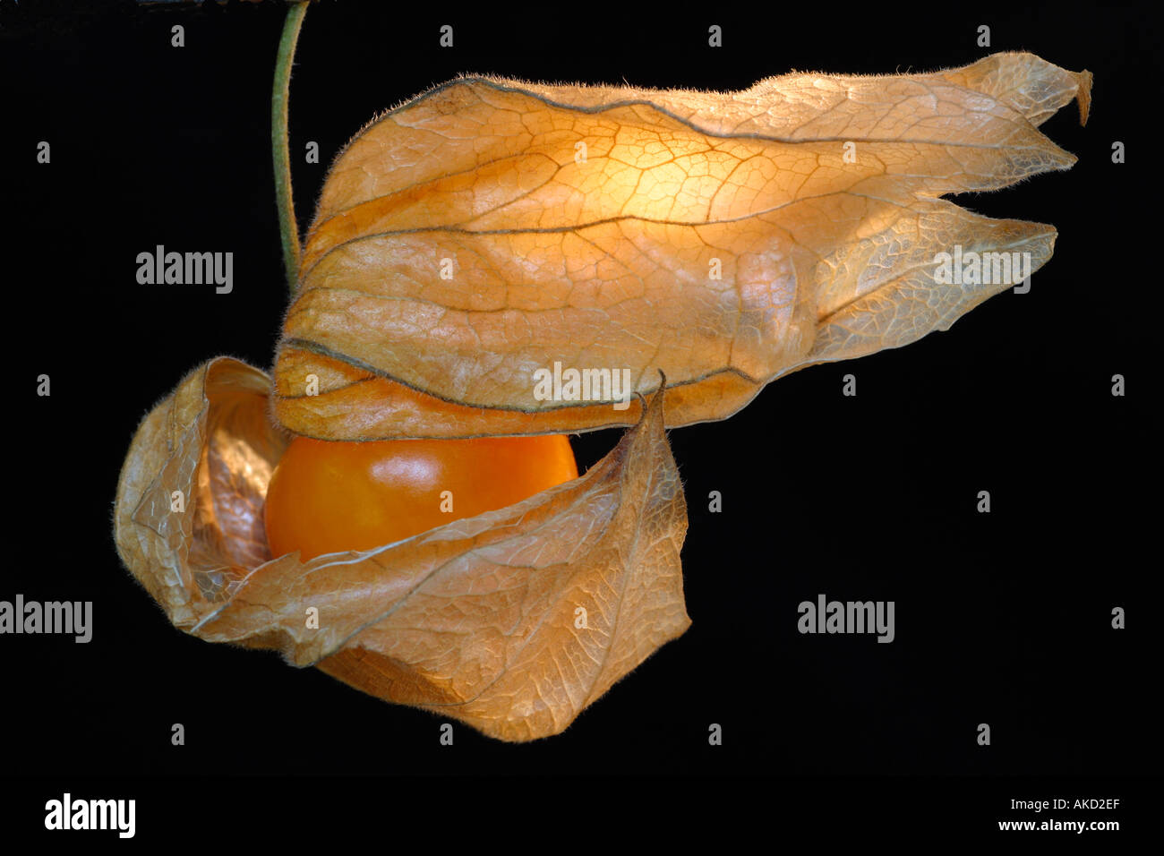 Genus Solanaceae. Physalis known as a Cape Gooseberry with glowing orange, decorative husk looking like a  flowing scarf Stock Photo