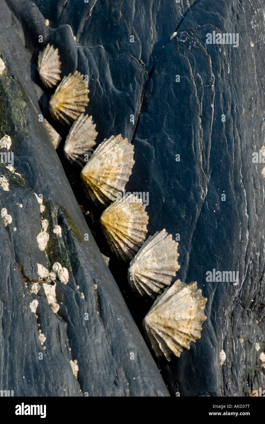 Common limpets on rocks Stock Photo