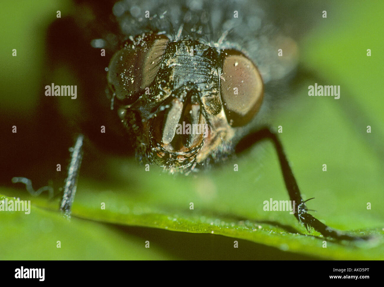 House fly Musca domestica Kent England Summer Stock Photo