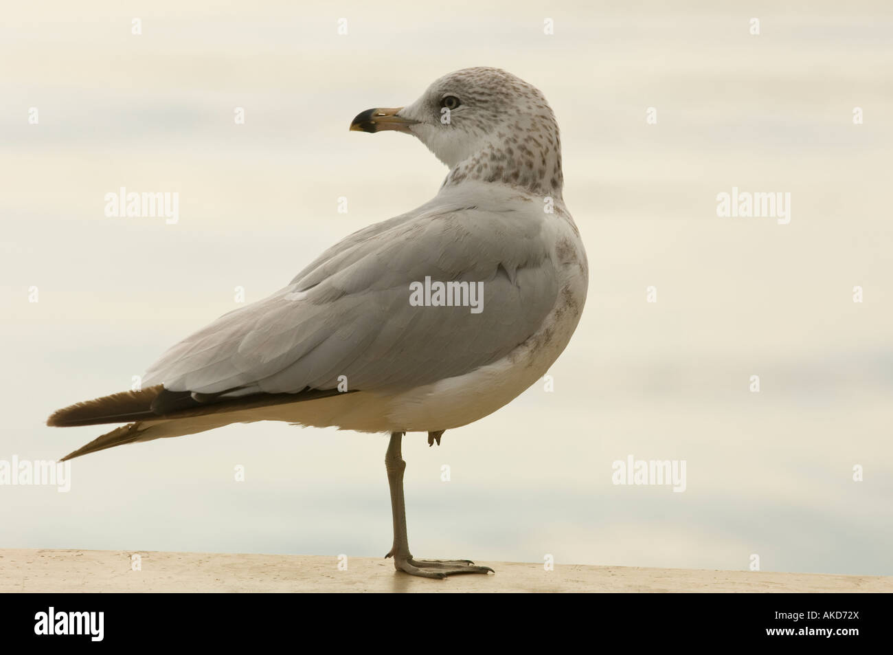 A SEAGULL STANDS ON ONE LEG NEAR LAKE SUPERIOR Stock Photo