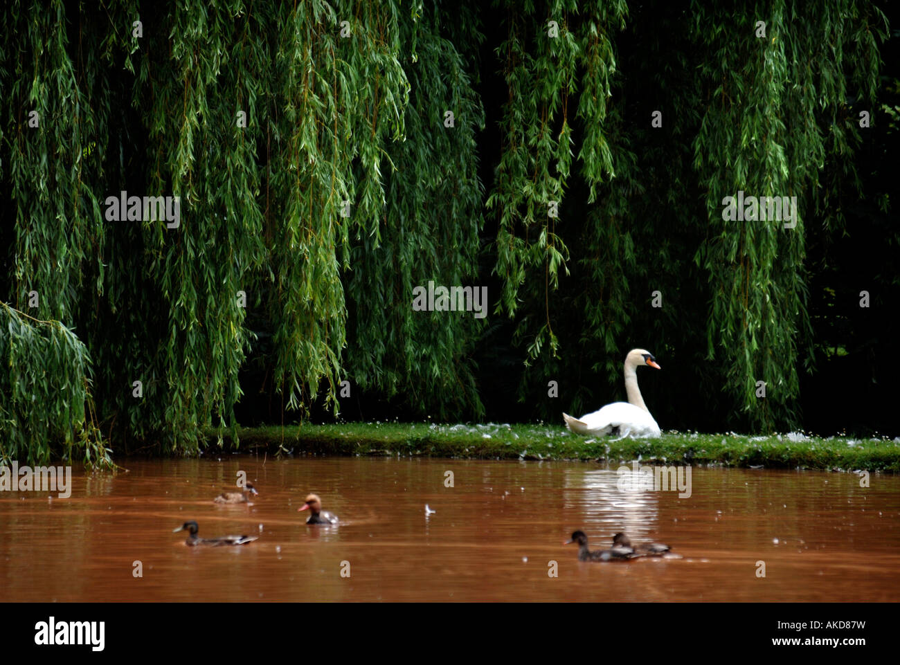 A SWAN NESTING ON AN ISLAND OF A LAKE WITH A WEEPING WILLOW TREE HEREFORDSHIRE UK Stock Photo