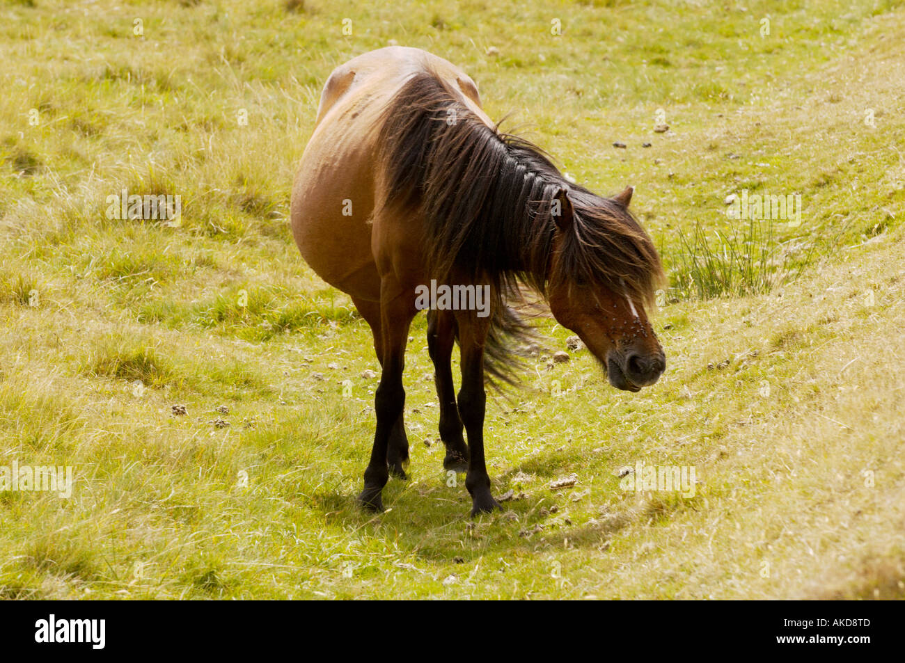Dartmoor ponies on Dartmoor Devon UK Stock Photo