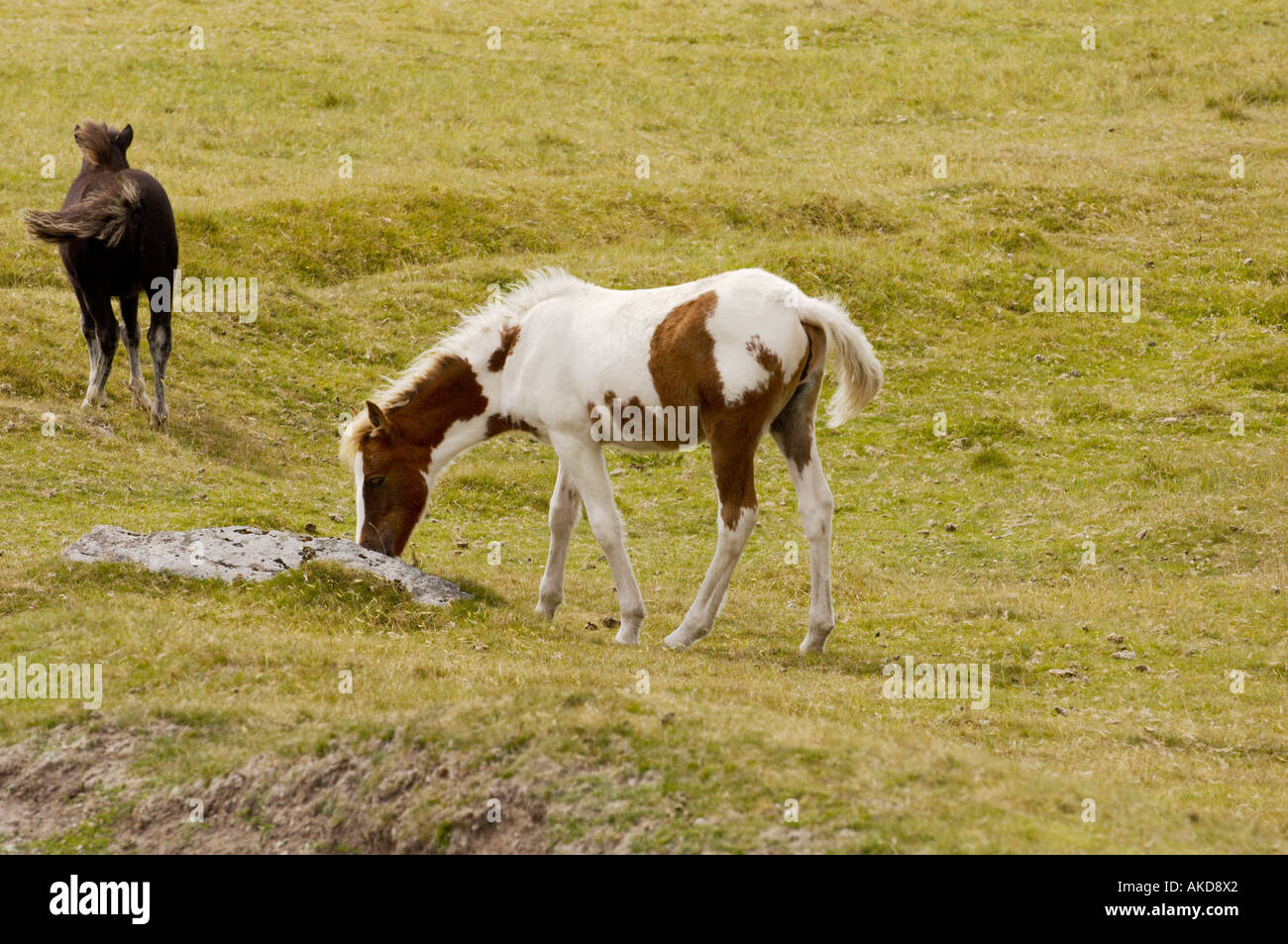 Dartmoor ponies on Dartmoor Devon UK Stock Photo Alamy