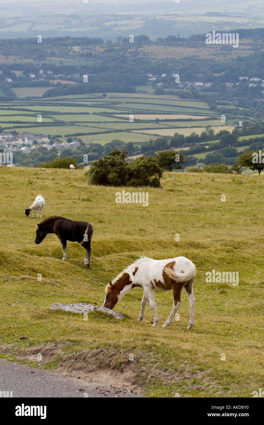 Dartmoor ponies on Dartmoor Devon UK Stock Photo Alamy