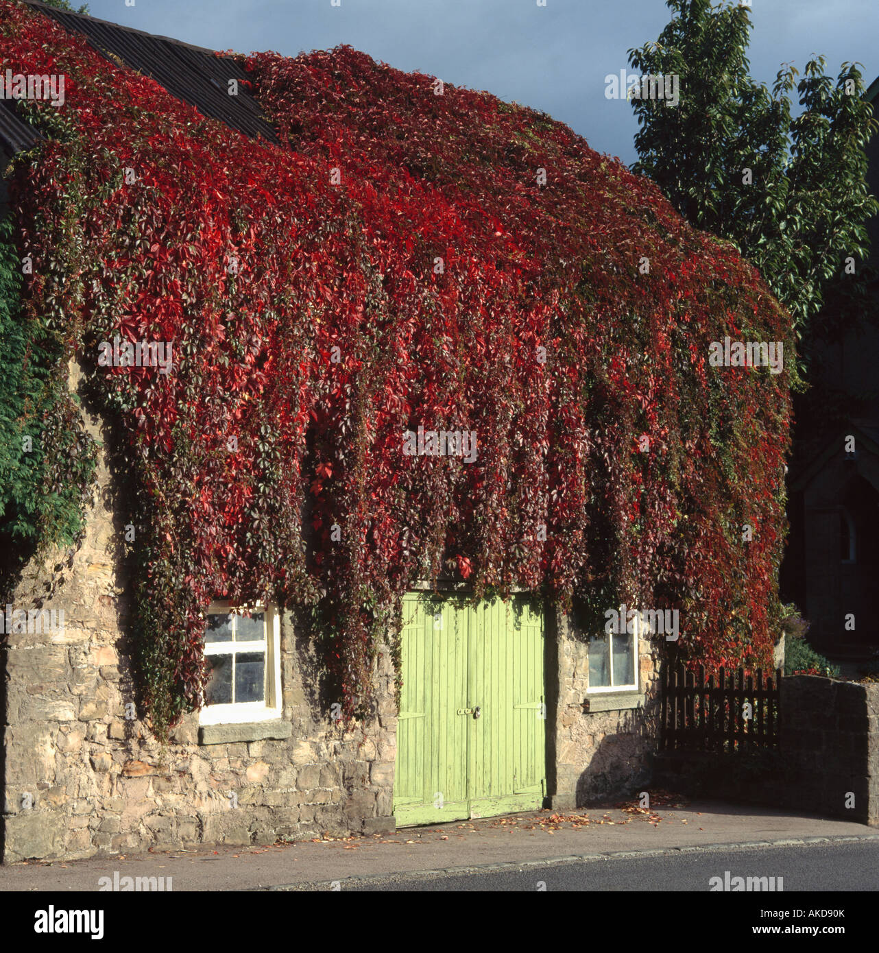 Small stone barn covered with parthenocissus Stock Photo