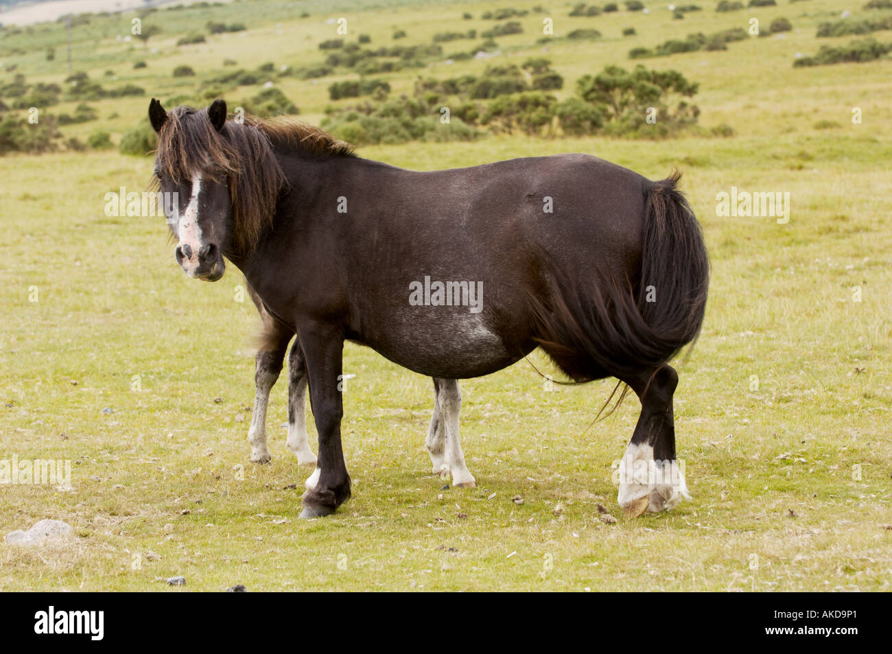 Dartmoor pony mare with her foal hiding behind her on Dartmoor National