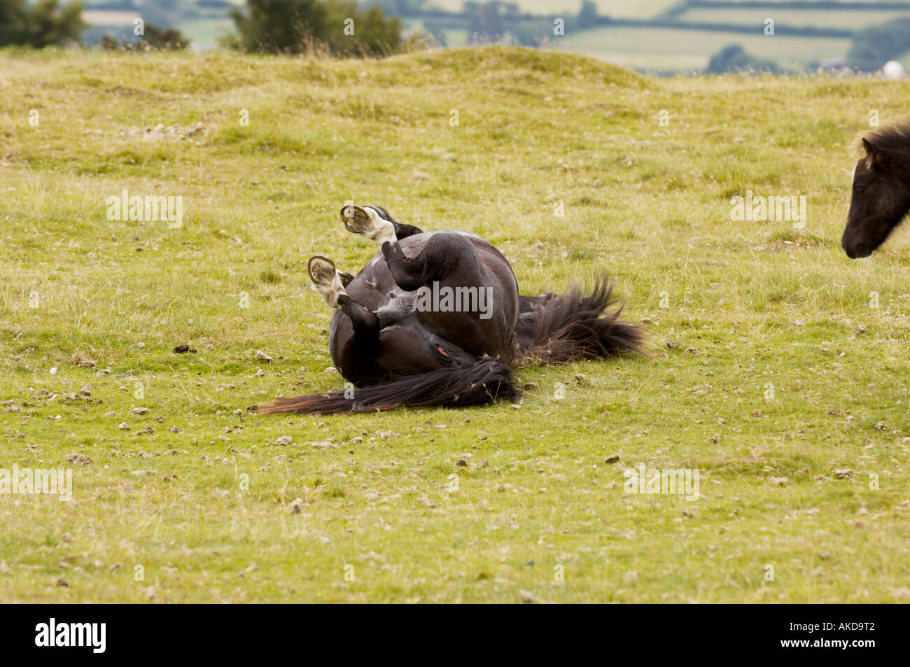 Dartmoor ponies on Dartmoor Devon UK Stock Photo Alamy