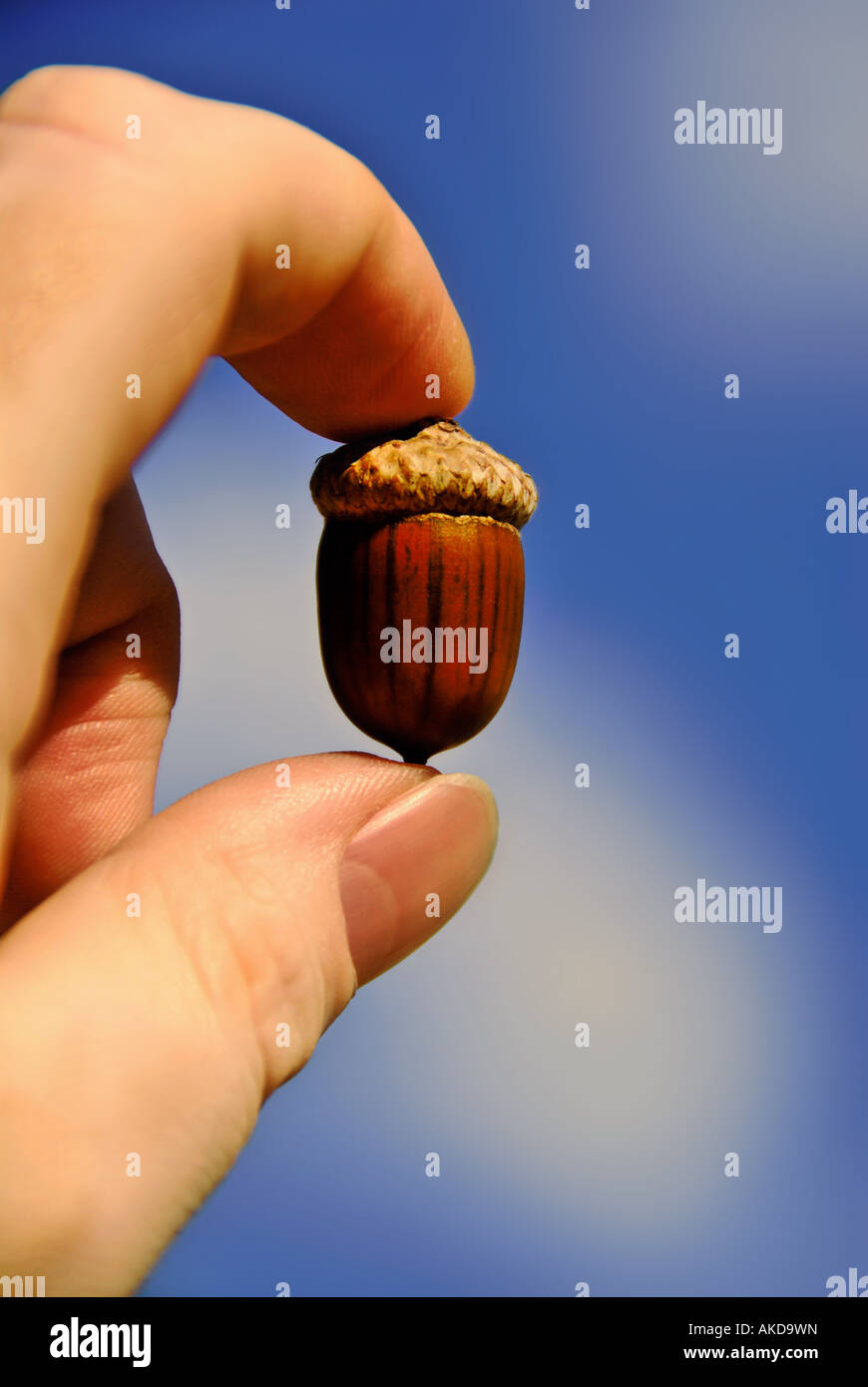 Acorn In Hand Acorn symbolism hi-res stock photography and images - Alamy