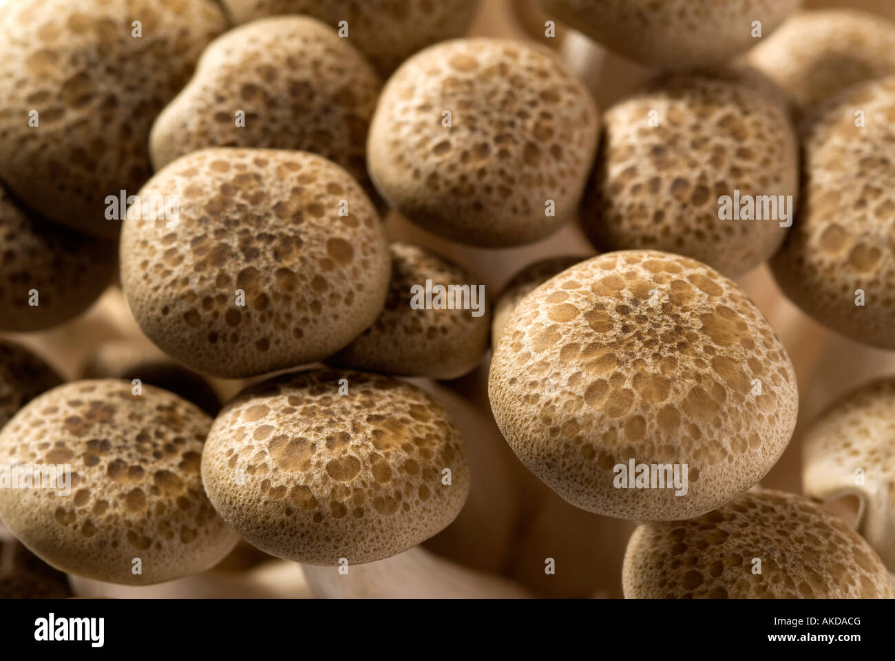 brown beech mushrooms Stock Photo - Alamy