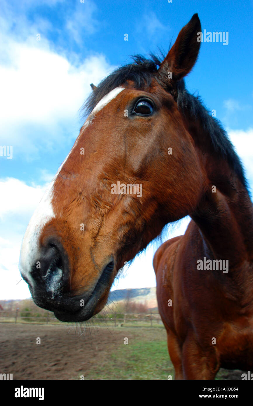 Horse head close up Stock Photo Alamy