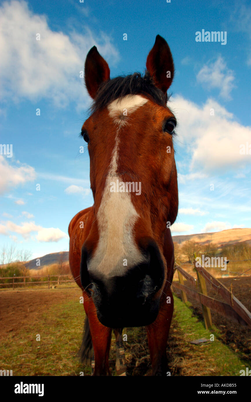 Horse head close up Stock Photo Alamy