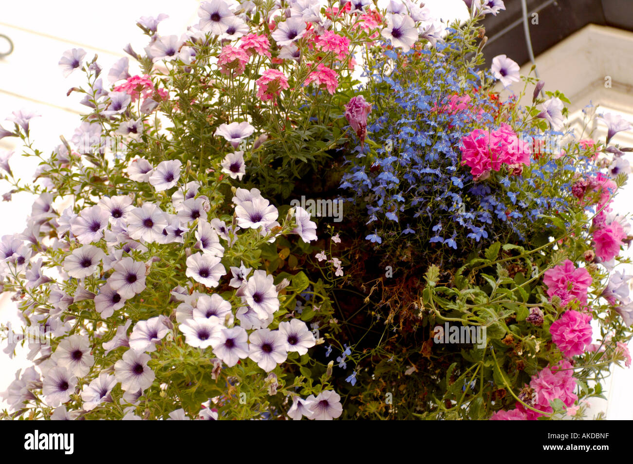 Hanging basket display Stock Photo Alamy