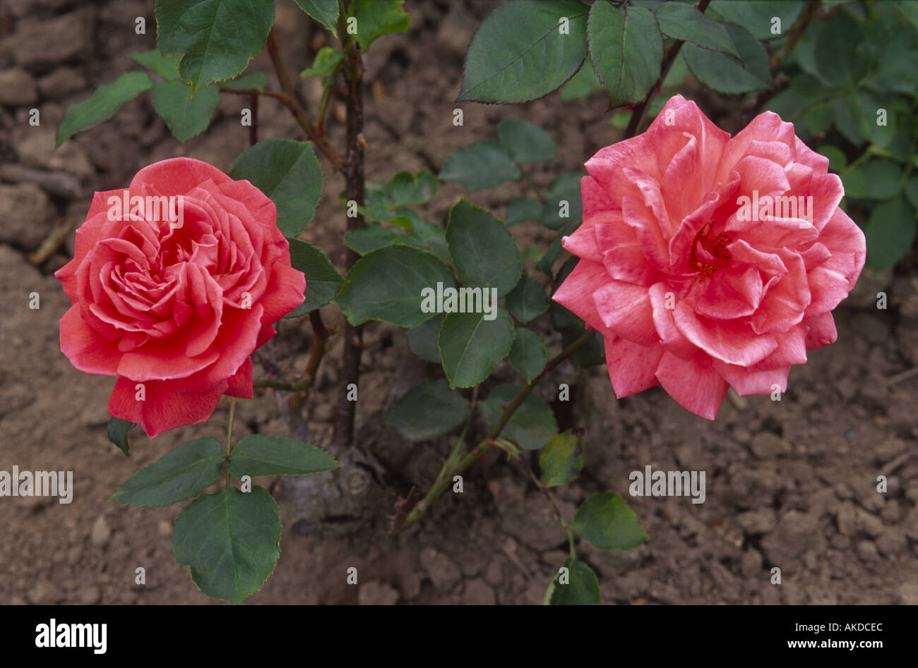 Rose Miranda Jane Aberdeenshire Grampian Scotland UK Stock Photo - Alamy