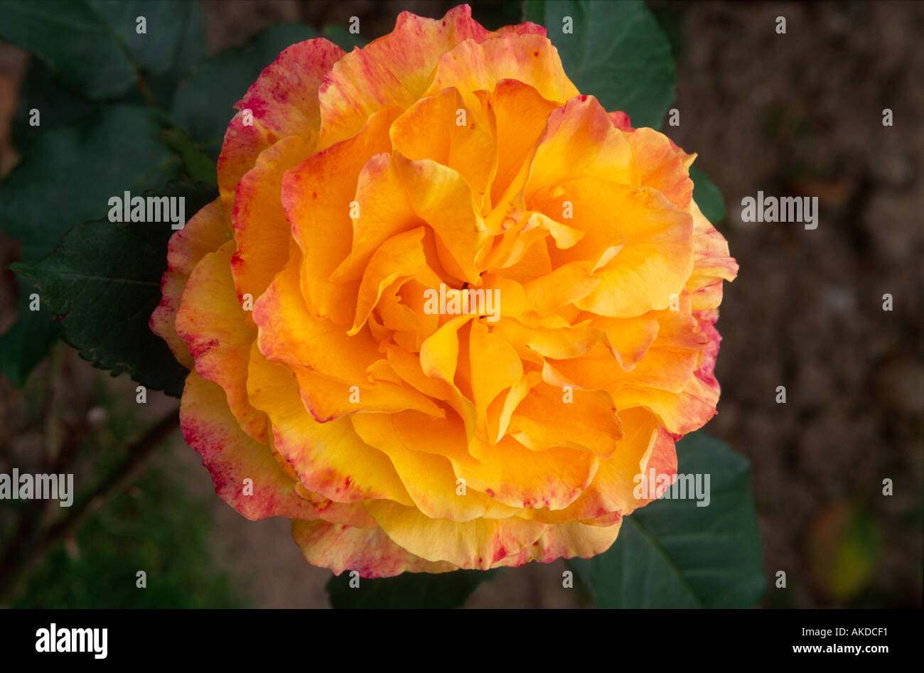 Rambling rose pruning hi-res stock photography and images - Alamy