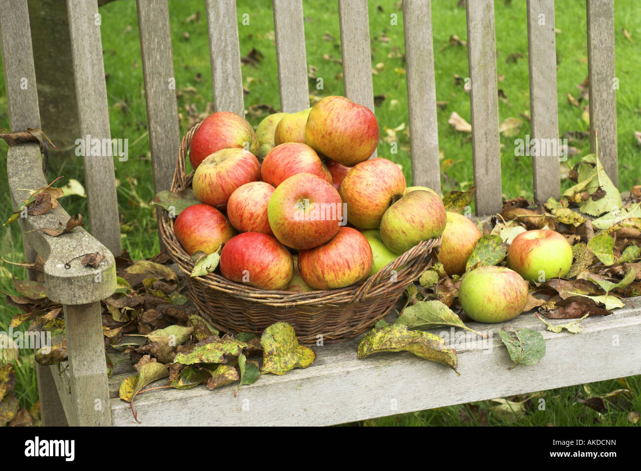 garden seat with fallen leaves and basket of windfall apples England October Stock Photo