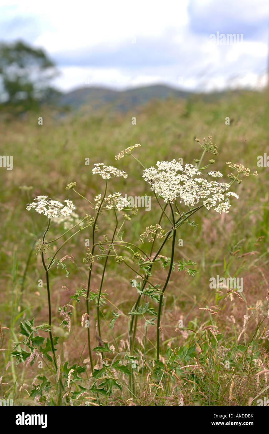 COW PARSLEY GROWING IN A HEREFORDSHIRE FIELD UK Stock Photo Alamy