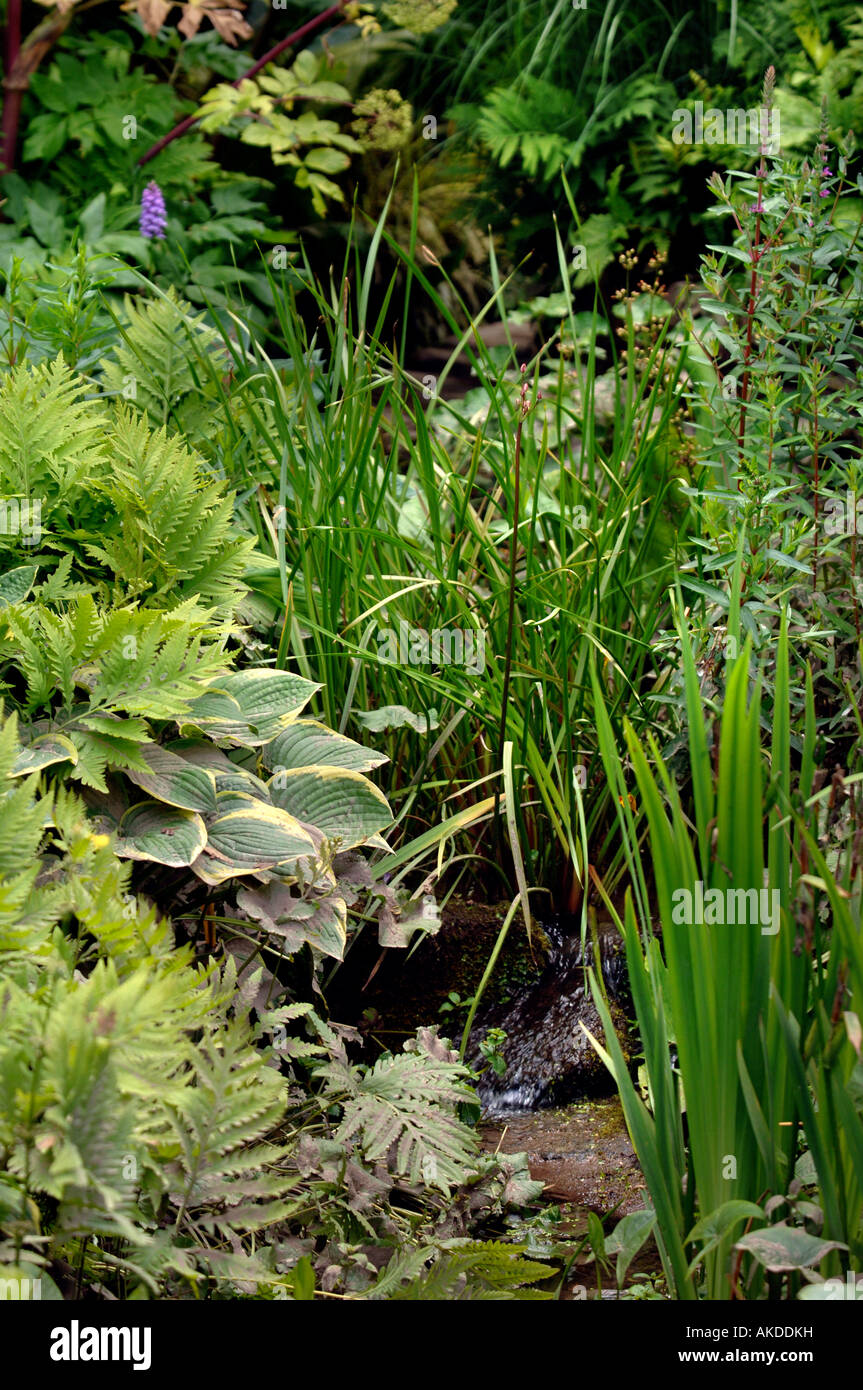 A SMALL STREAM RUNNING THROUGH A HEREFORDSHIRE COTTAGE GARDEN ENCOURAGING MOISTURE LOVING PLANTS UK Stock Photo