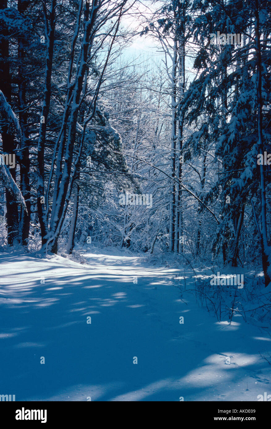 Winter Trail Nicolet National Forest near Mountain Wisconsin Stock Photo Alamy