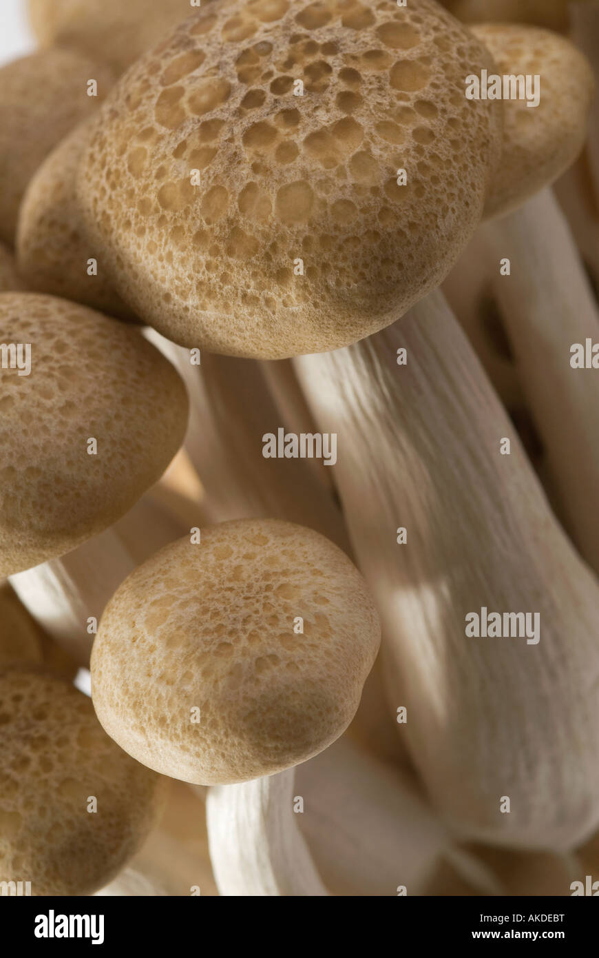 brown beech mushrooms Stock Photo - Alamy