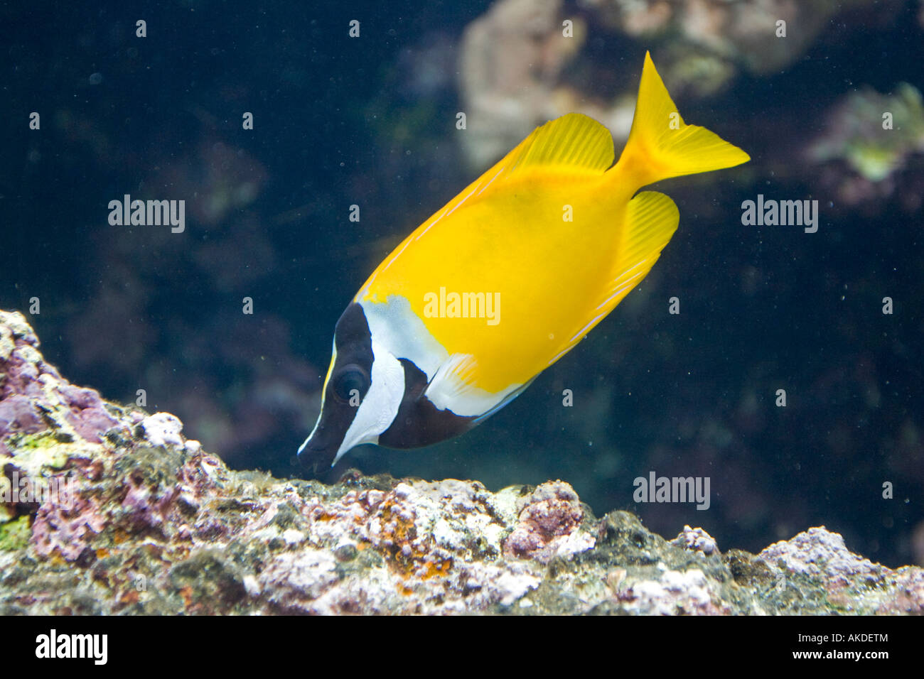 Yellow or Pacific tang Zebrastoma lavescens Oceanopolis Brest Brittany France Stock Photo