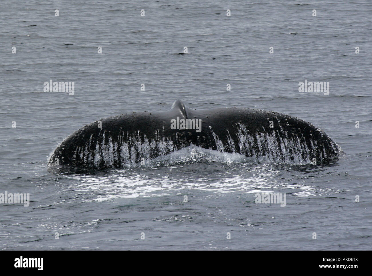 Humpback whale tail, Antarctica Stock Photo