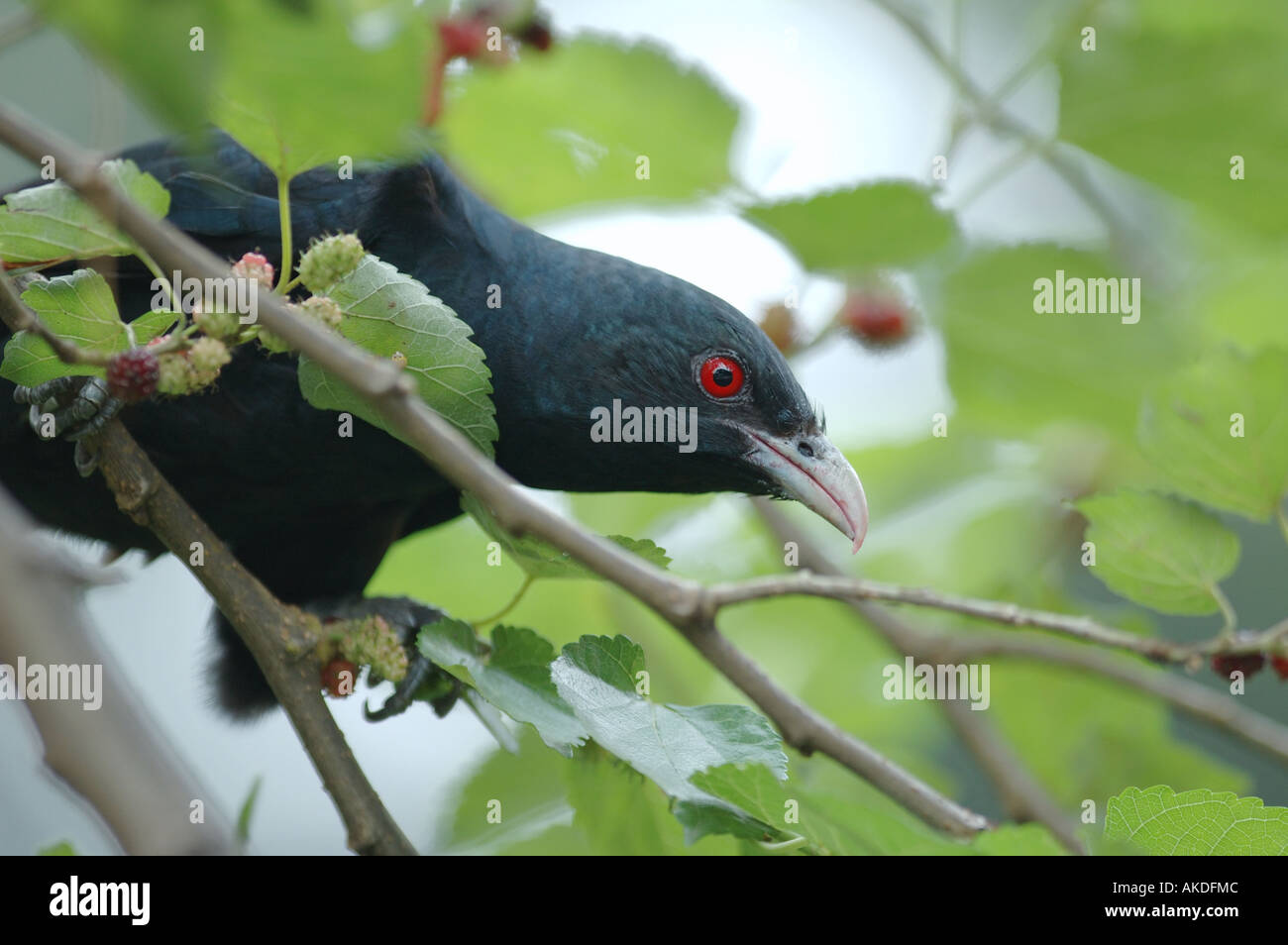 Male Asian Koel ( Eudynamys scolopacea) in a park in the centre of Bangalore, India Stock Photo