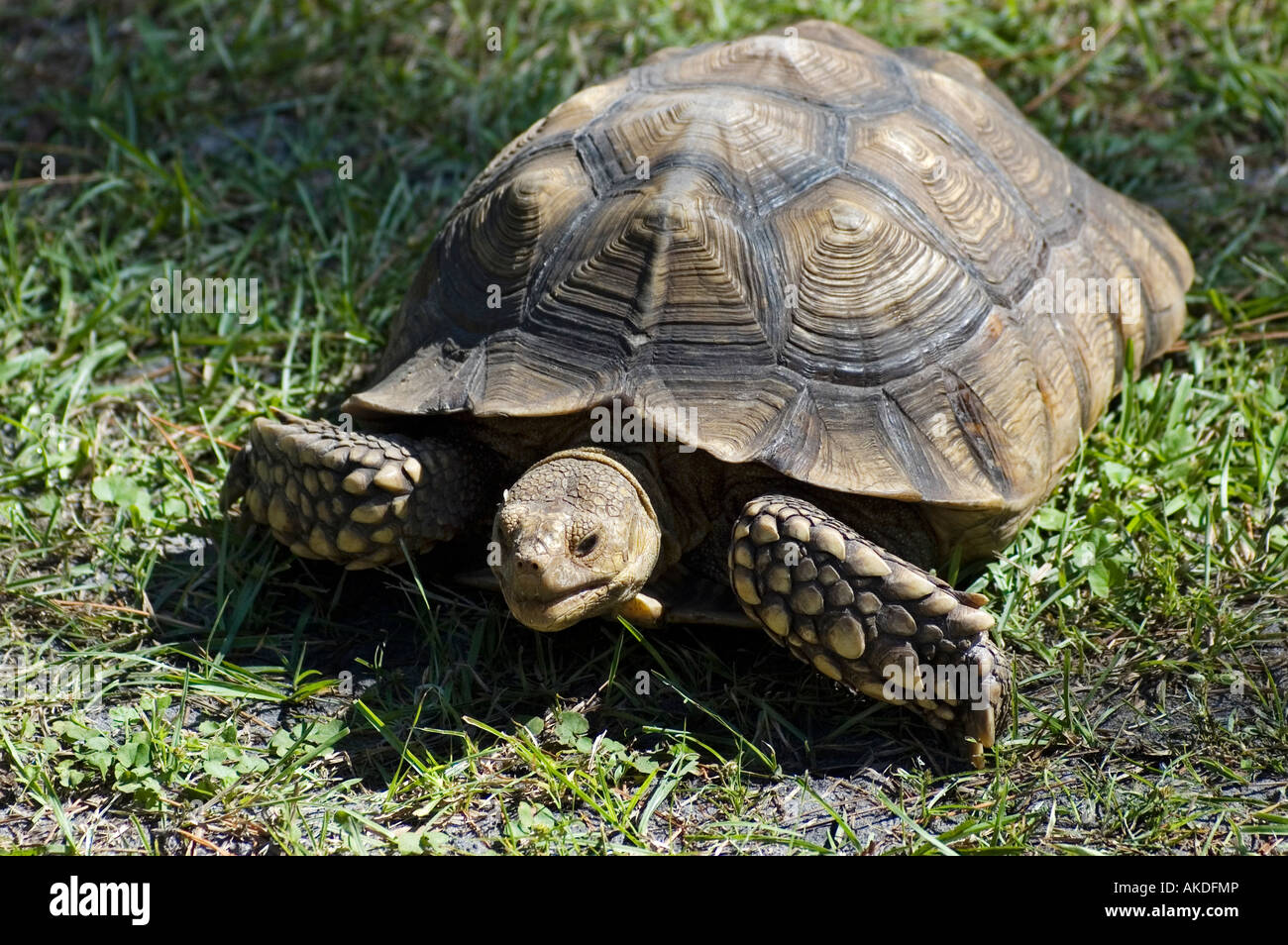 African Spur Thigh Tortoise on display at Festival Lake City Florida Stock Photo