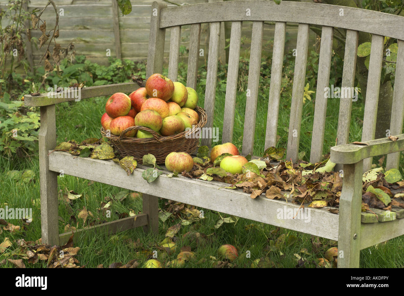 garden seat with fallen leaves and basket of windfall apples England October Stock Photo