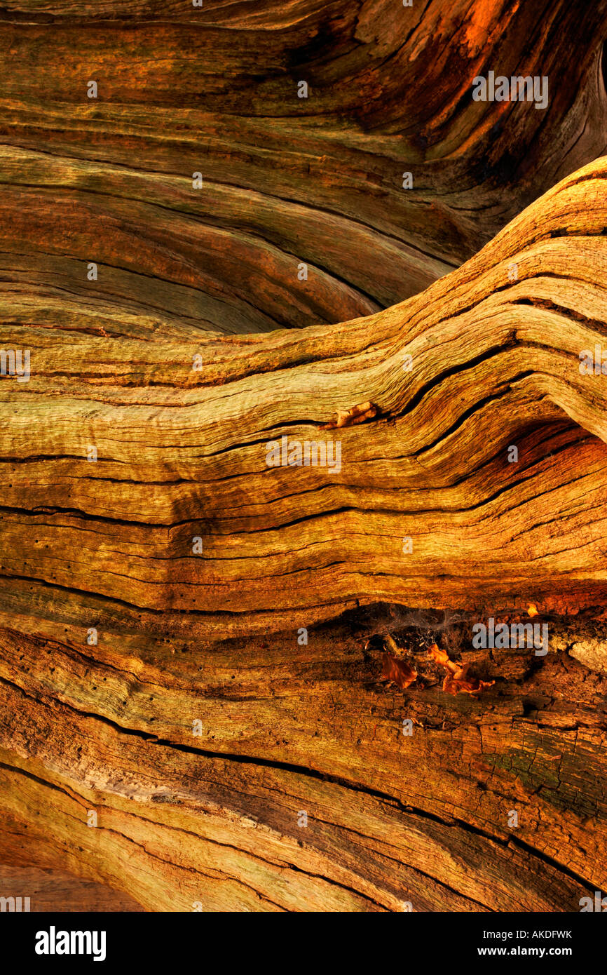 Detail study of a dead tree in the New Forest Stock Photo - Alamy