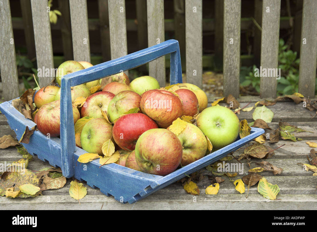 Windfall apples in blue trug on garden seat England Stock Photo