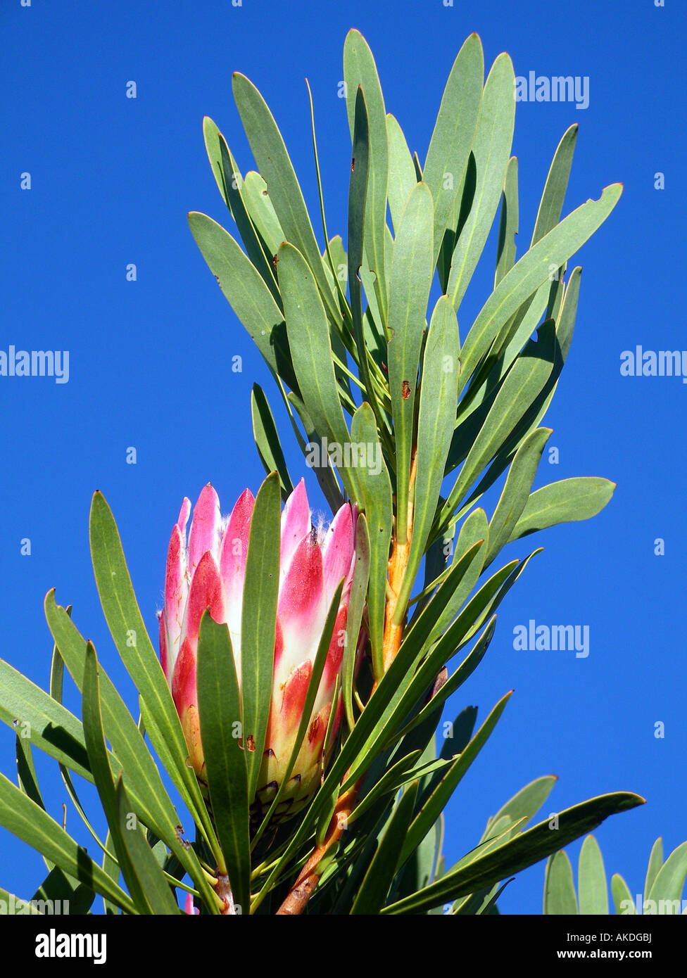 Protea repens flower Stock Photo