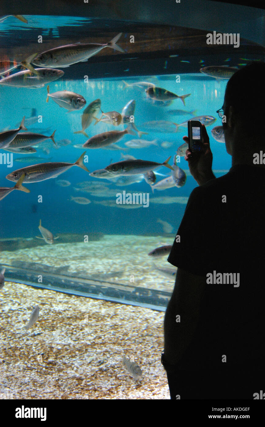 Silhouette of a young man taking pictures with his cellular phone in an aquarium Nano Calvo VWPics Stock Photo