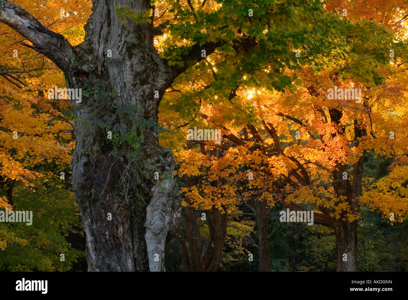 Fall foliage in Massachusetts Berkshires Stock Photo - Alamy