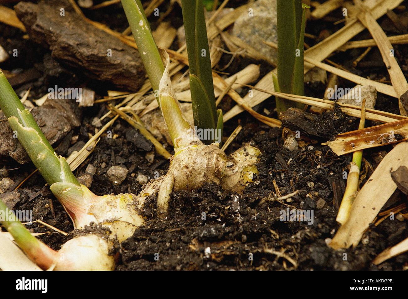 Nature ginger plant growing in shallow soil with the root exposed Stock