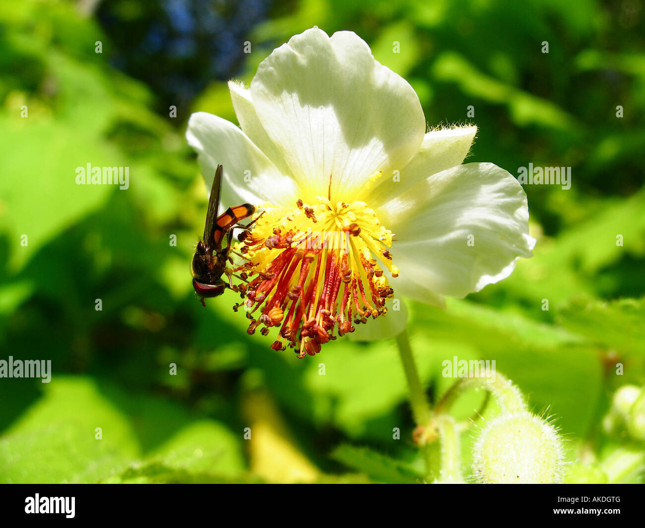 Rutaceae Coleonema pulchellum flower with insect Stock Photo