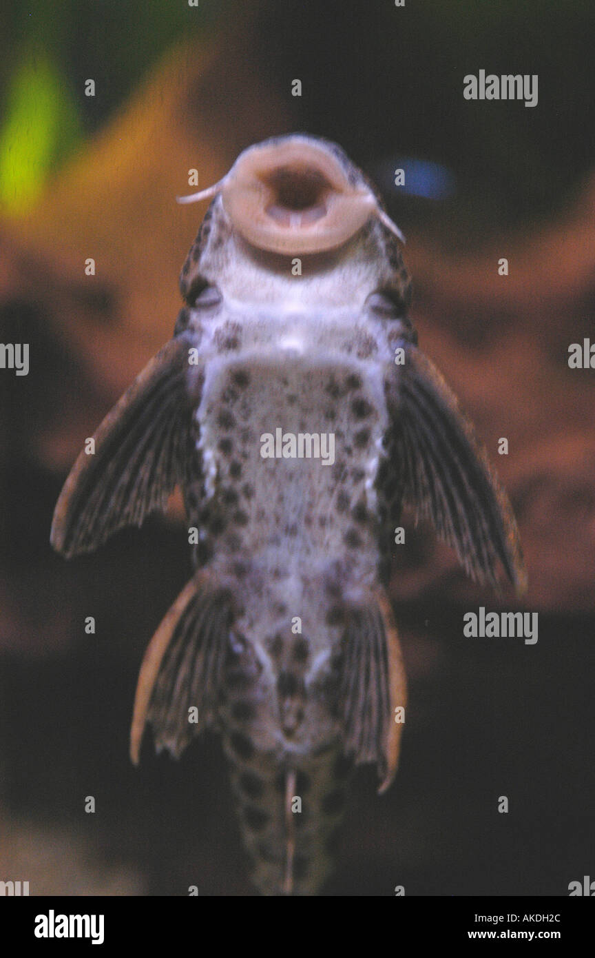 Freshwater fish Catfish Nano Calvo VWPics Stock Photo