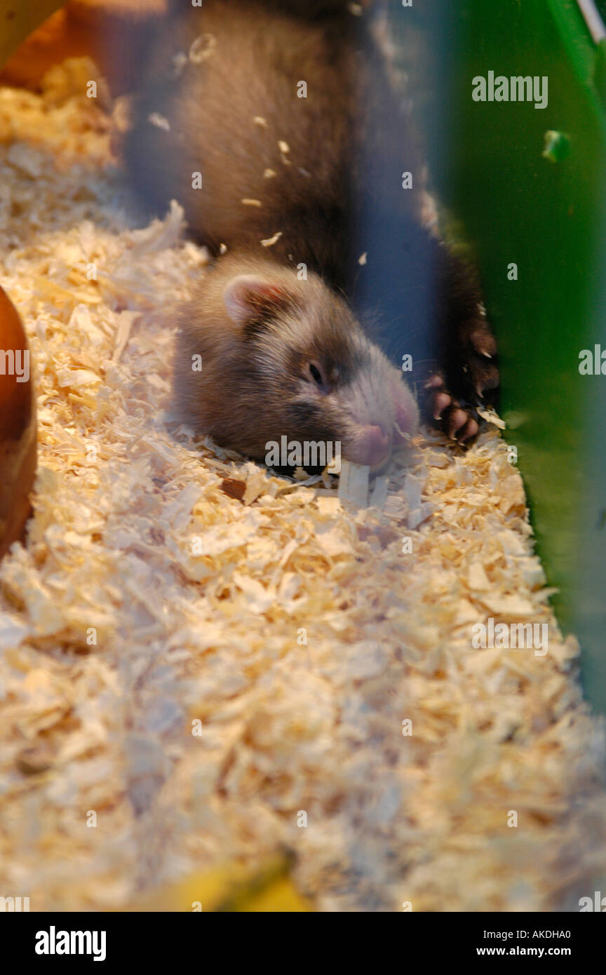 pet shop ferrets for sale