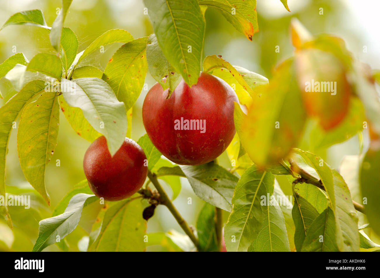 Nectarines growing on a tree Stock Photo