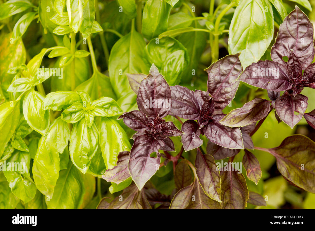 Green and purple Basil plant growing in a UK garden Stock Photo