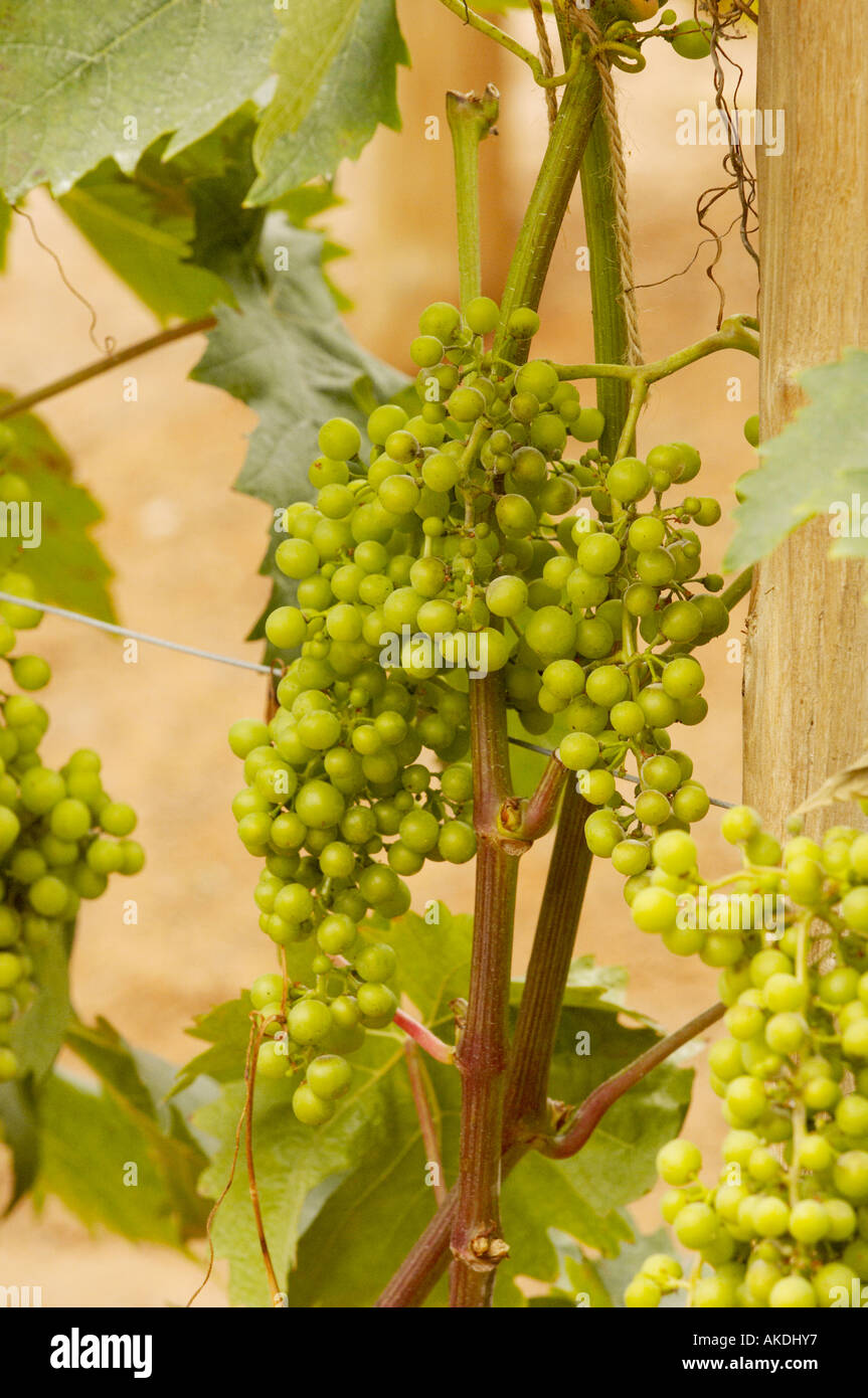 Green grapes growing on a vine in a greenhouse. Stock Photo