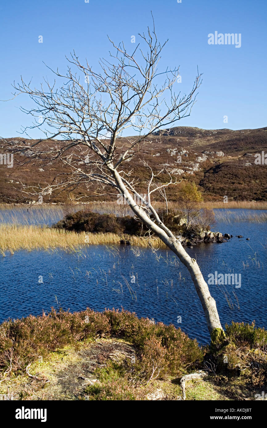 Rocky Outcrop small Island in Dock Tarn Solitary Tree Blue Sky and Lake Autumn on Watlendath Fell Stock Photo