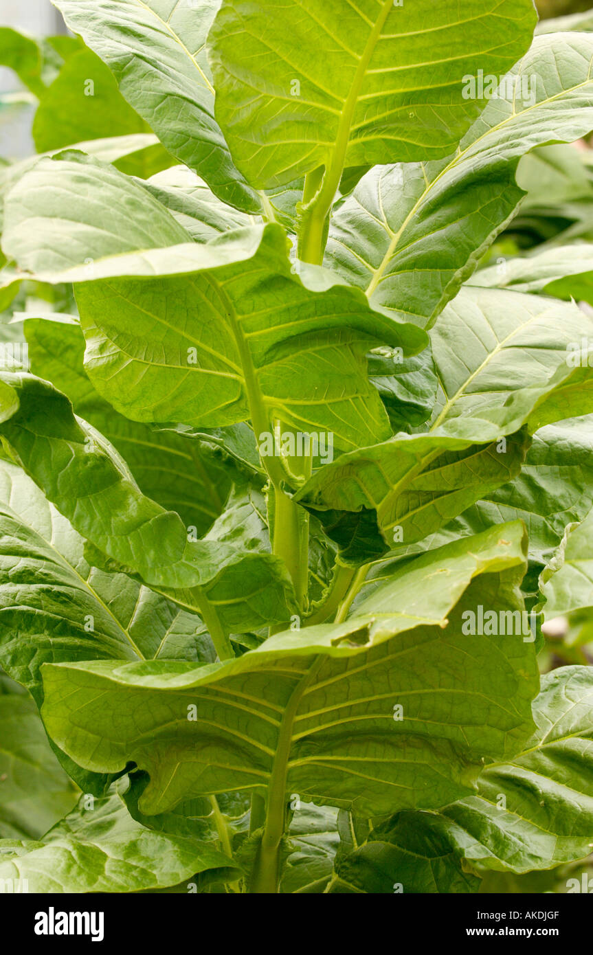 are tobacco leaves harmful Green Sickness - Overview Green leaf and dried tobacco
