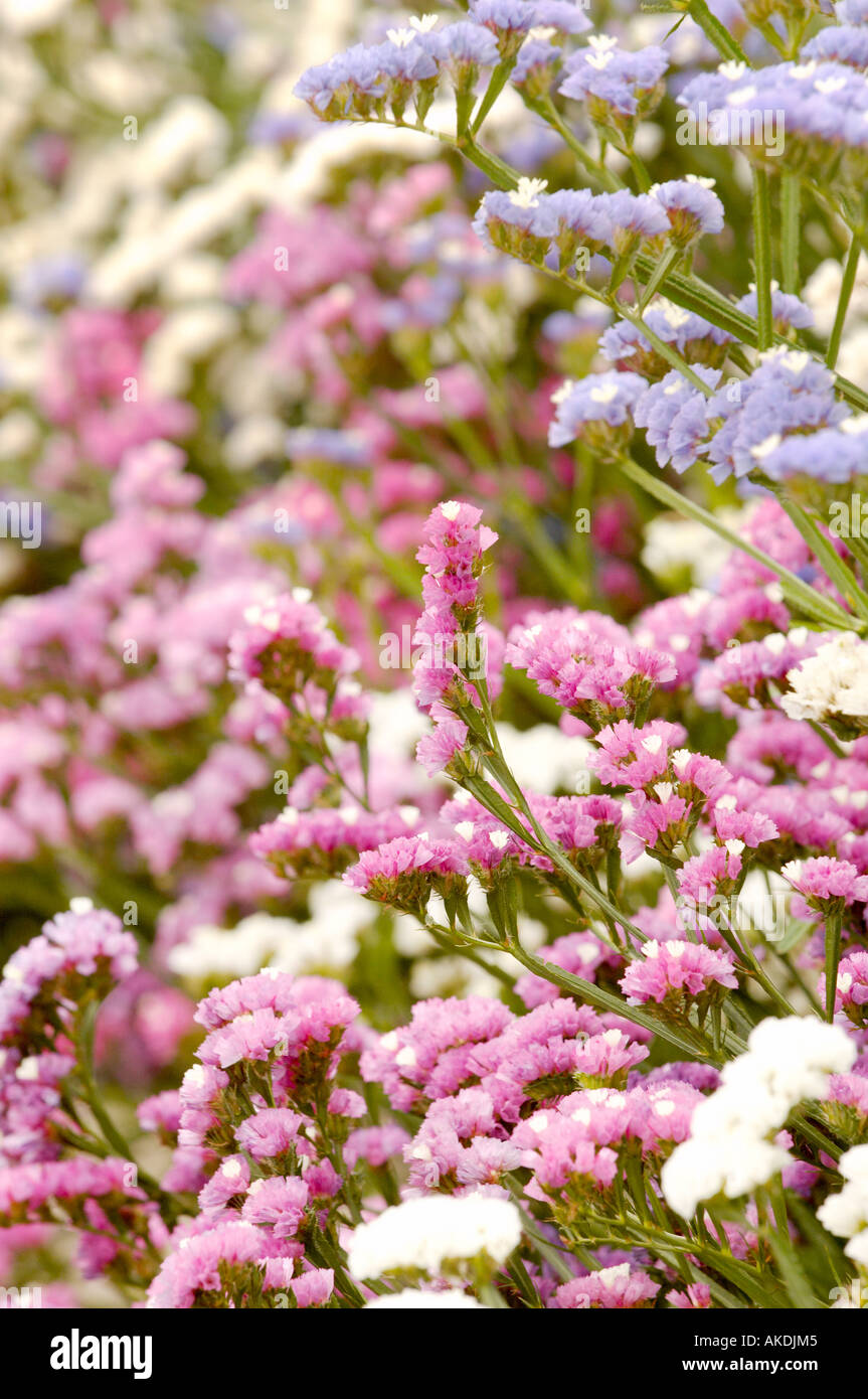 Pink, pale purple and white statice flowers growing in a UK garden. Stock Photo