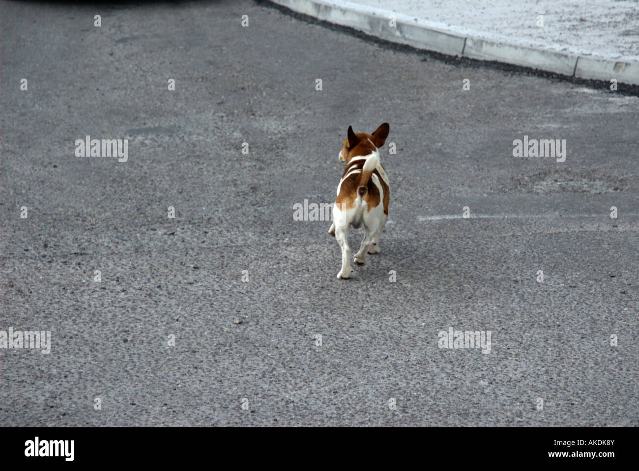 Smooth Coat Jack Russell Terrier Stock Photo