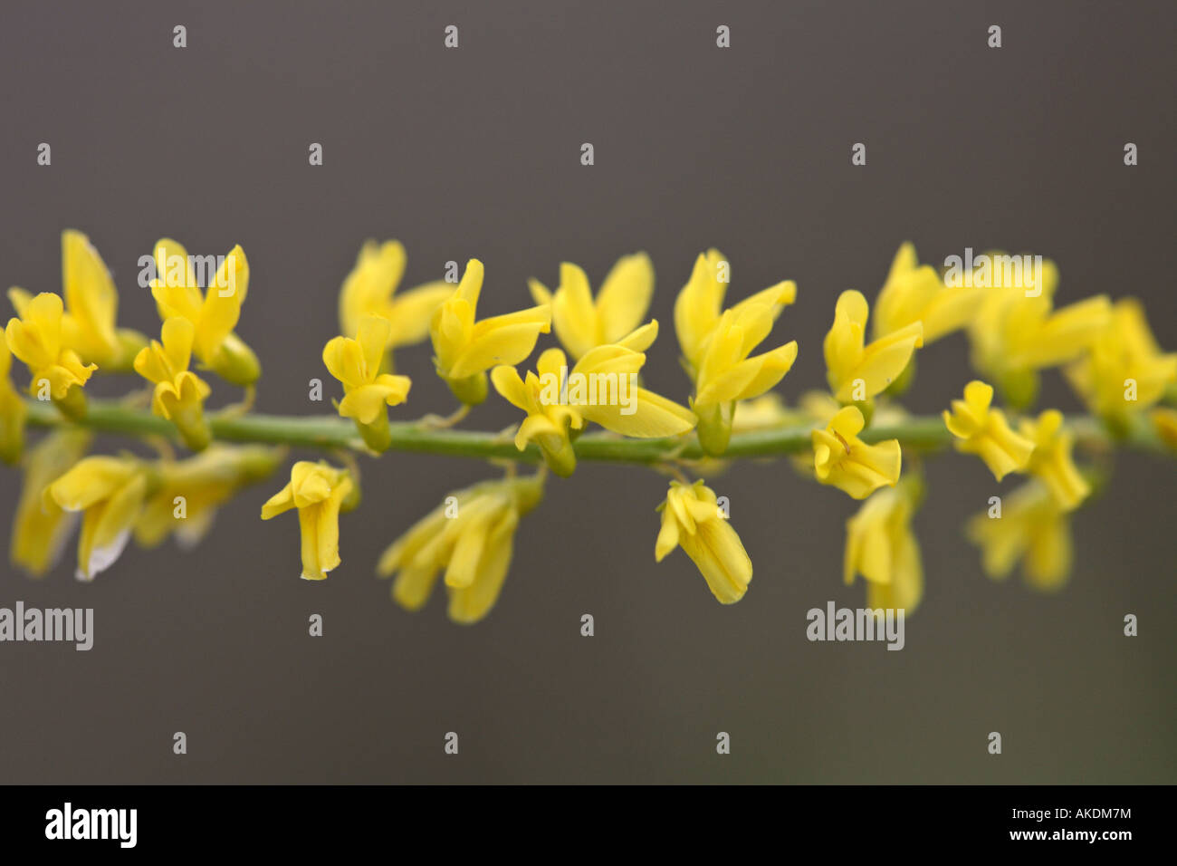 Yellow clover weed hires stock photography and images Alamy